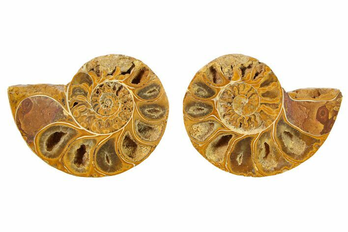 1.75 to 2" Orange, Cut & Polished Ammonite Fossils - Jurassic - Photo 1